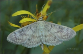 <p>ZAVÍJEČ KOPŘIVOVÝ (Pleuroptya ruralis) - Mikulášovice</p>